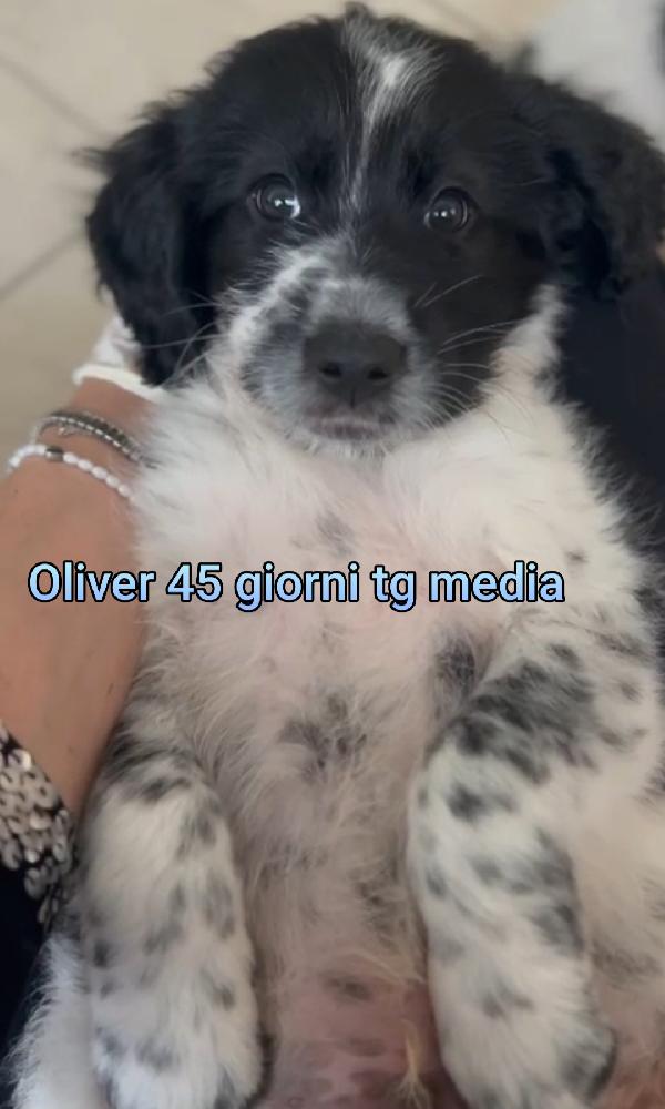Stupendi cuccioli 2 mesi Foto 2