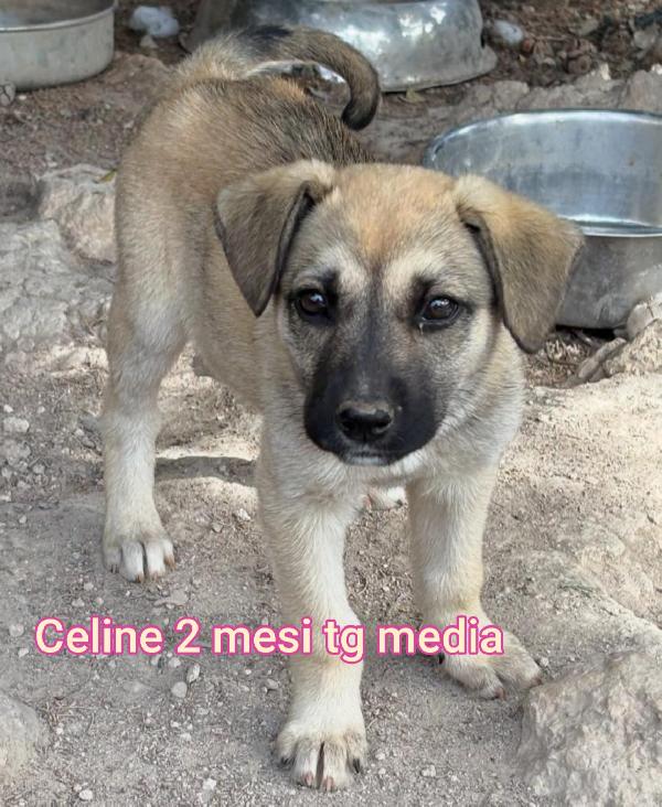 Stupendi cuccioli 2 mesi Foto 5