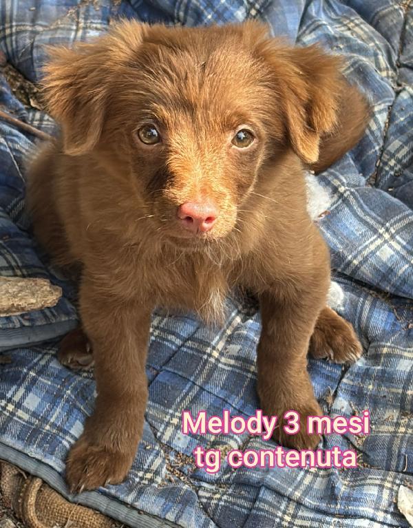 Stupendi cuccioli 2 mesi Foto 6
