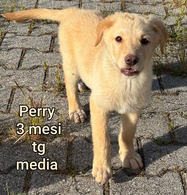 Stupendi cuccioli 2 mesi Foto 8