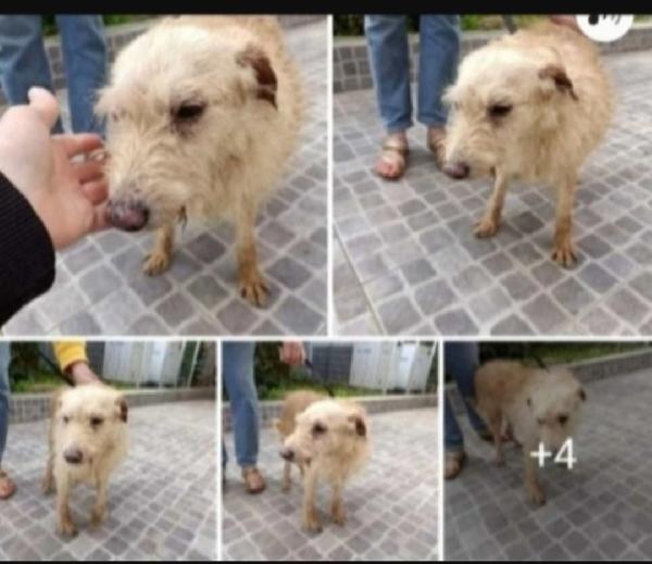 Spillo Nonnino Piccolo Adozione Solo In Sicilia
