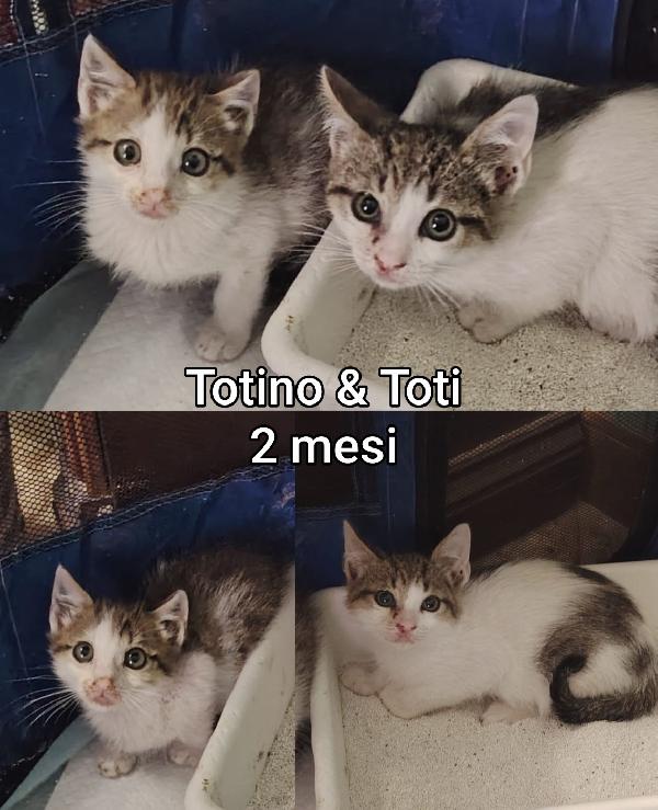 Troppo micetti da salvare  Foto 5