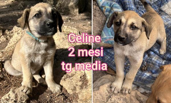 Cercasi adozioni x questi cuccioli  Foto 3