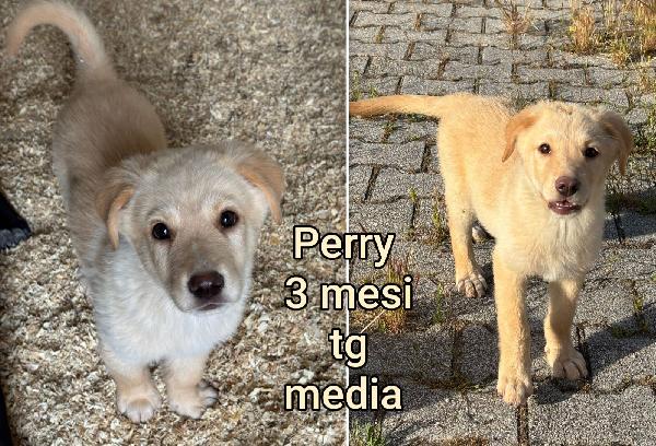 Cercasi adozioni x questi cuccioli  Foto 7