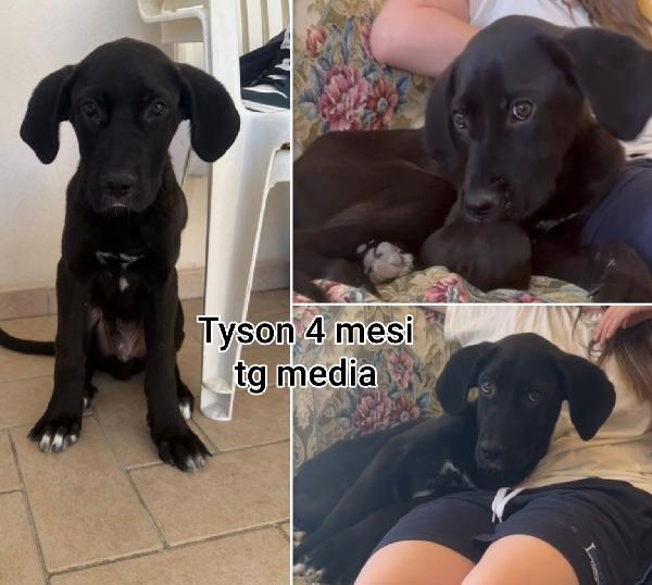 Cercasi adozioni x questi cuccioli  Foto 10