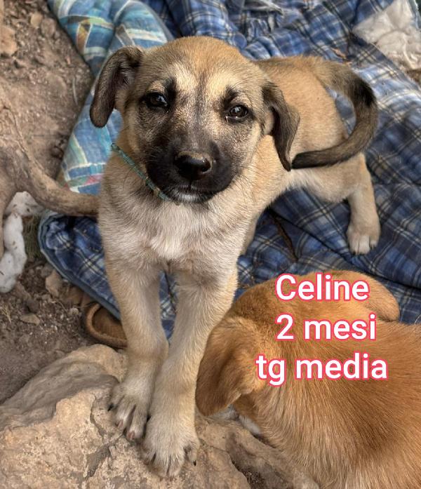 Aiutate questi cuccioli! Foto 4