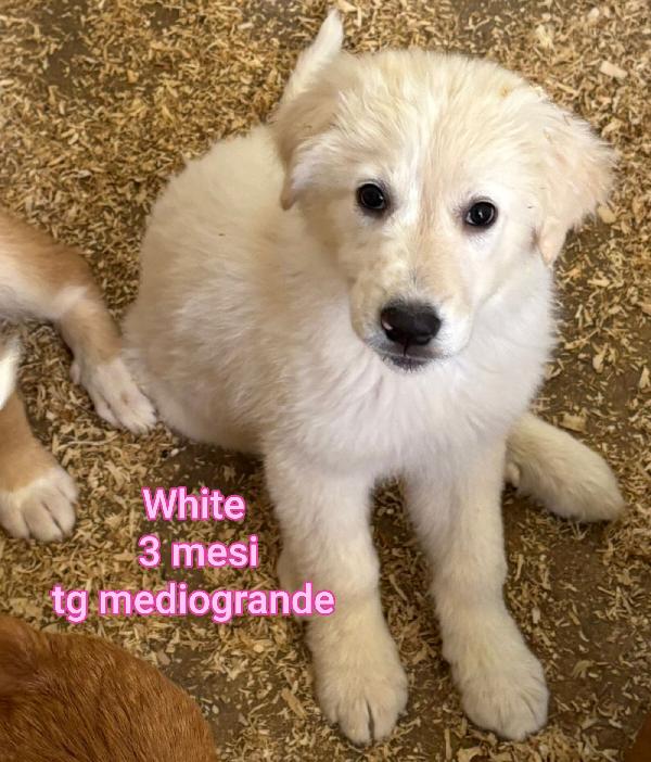 Aiutate questi cuccioli! Foto 5