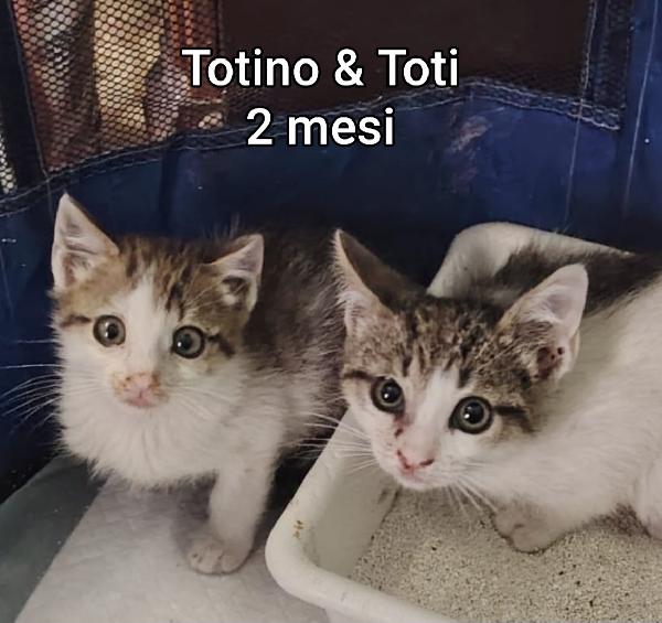 GATTINI: SIAMO AL COLLASSO  Foto 6