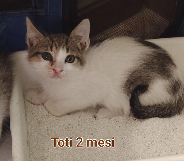 GATTINI: SIAMO AL COLLASSO  Foto 7
