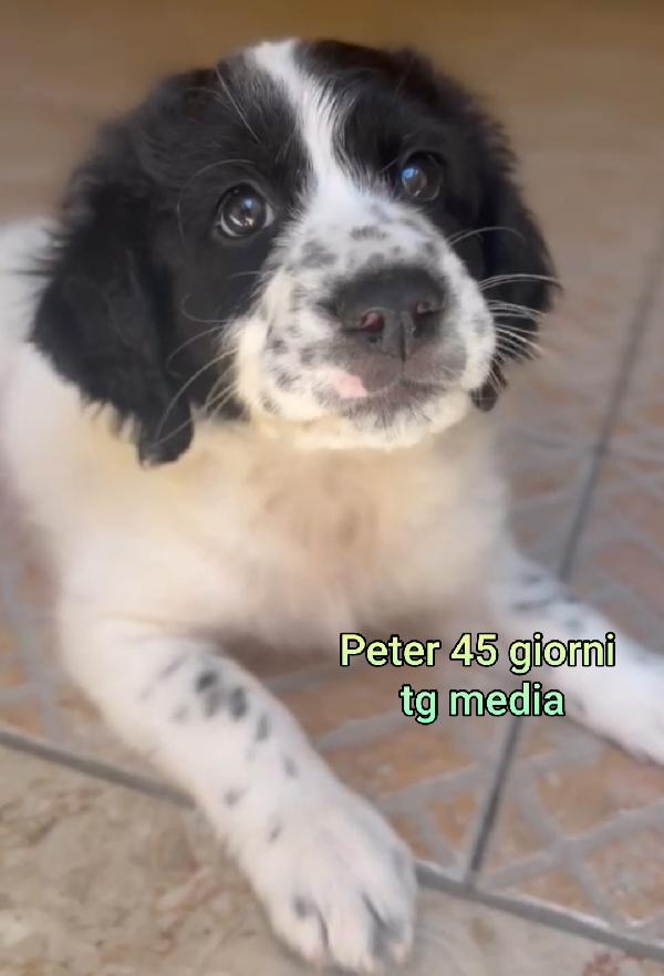 Invisibili Cuccioli: 2/3 Mesi 
