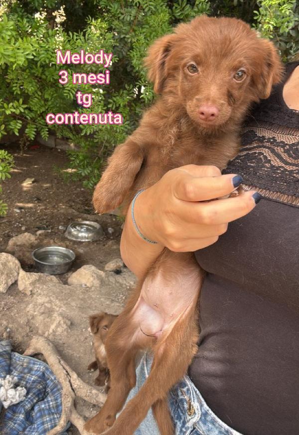 INVISIBILI CUCCIOLI: 2/3 MESI  Foto 2