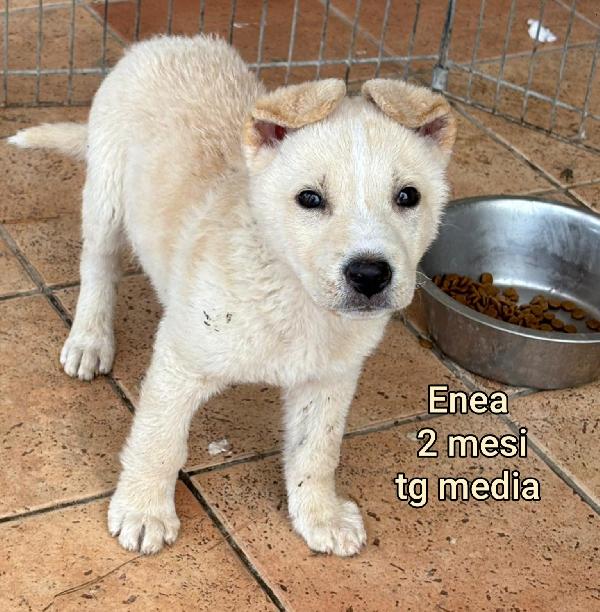 INVISIBILI CUCCIOLI: 2/3 MESI  Foto 3