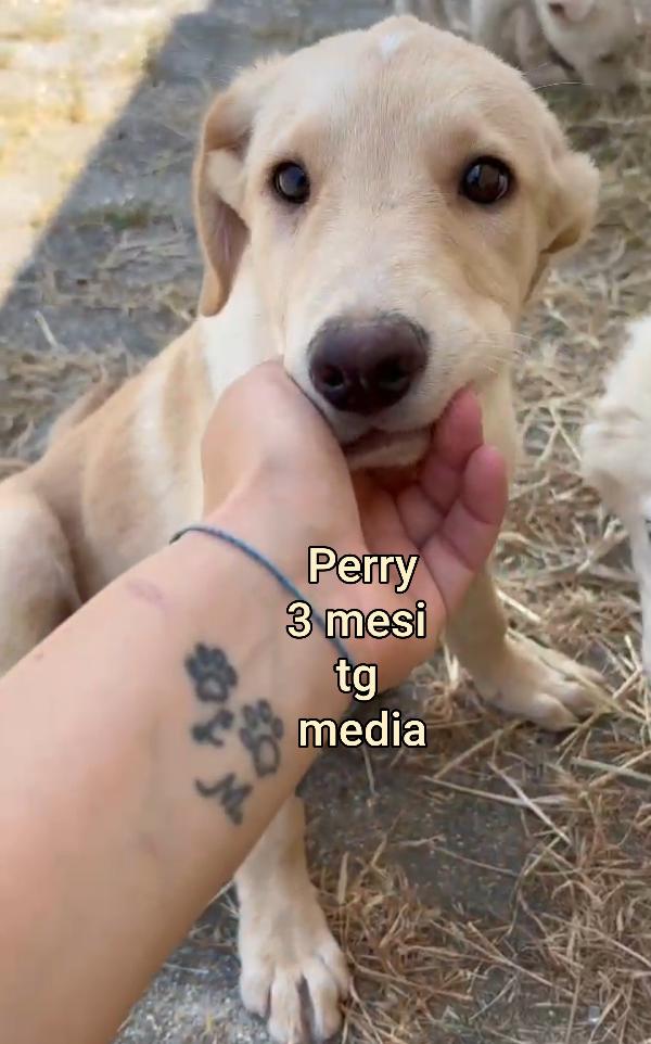 INVISIBILI CUCCIOLI: 2/3 MESI  Foto 6