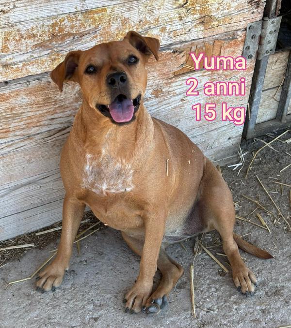 Cani piccoli e mediopiccoli.  Foto 6
