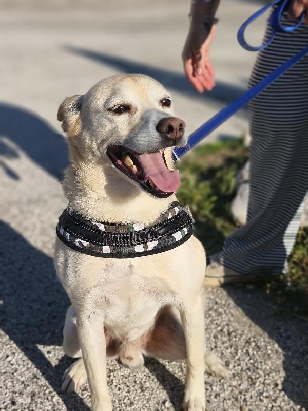 Pippo, povero Pippo.  Foto 2