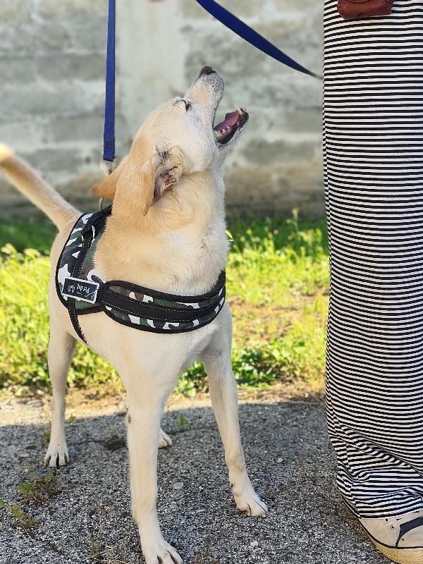 Pippo, povero Pippo.  Foto 4
