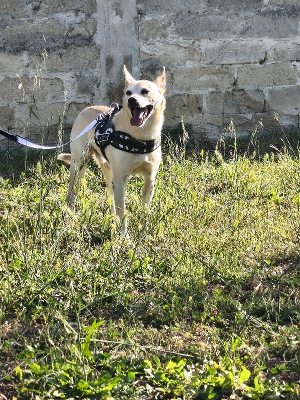 Pippo, povero Pippo.  Foto 7