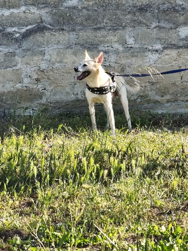 Pippo, povero Pippo.  Foto 8
