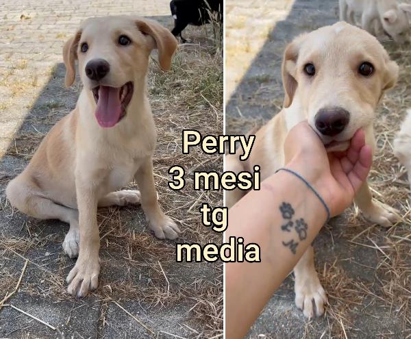 Cuccioli Abbandonati Da Adottare 