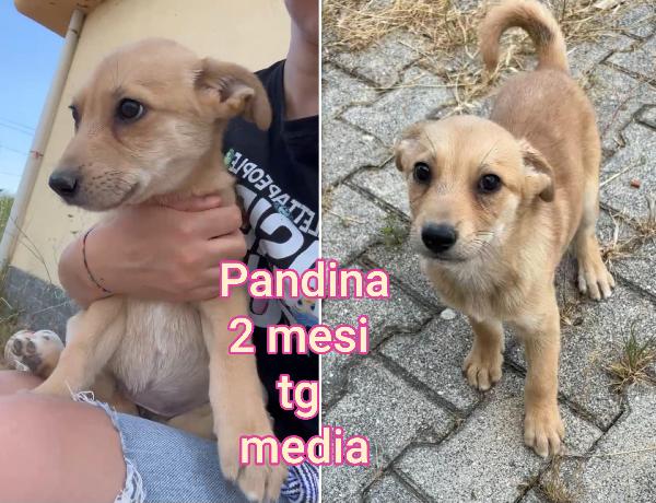 Cuccioli abbandonati da adottare  Foto 2