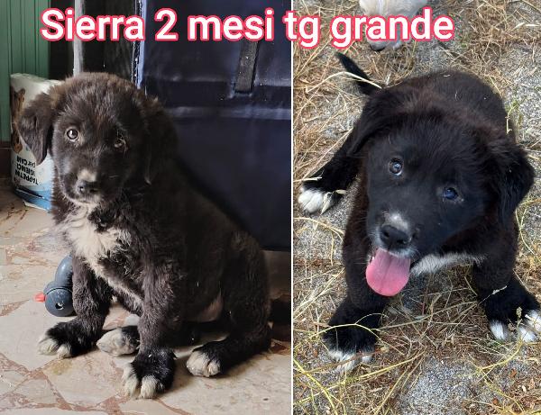Cuccioli abbandonati da adottare  Foto 3