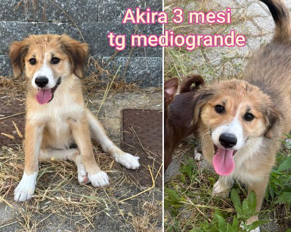 Cuccioli abbandonati da adottare  Foto 6