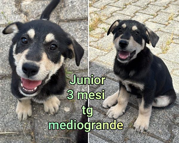 Cuccioli abbandonati da adottare  Foto 7