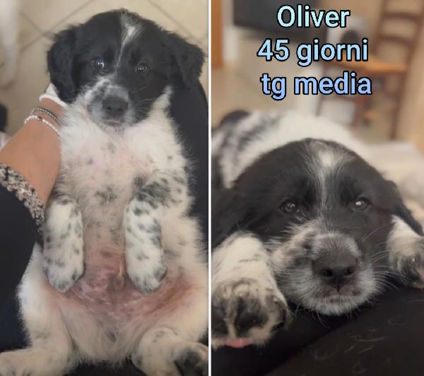 Cuccioli abbandonati da adottare  Foto 9