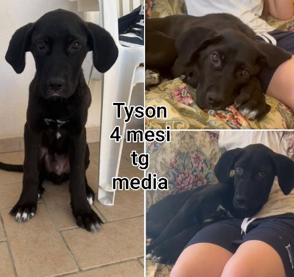 Cuccioli abbandonati da adottare  Foto 10
