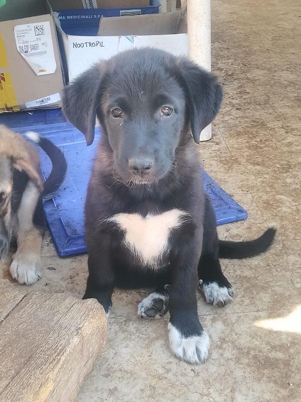 Pixel Splendida Dolce Cucciola Cerca Casa 