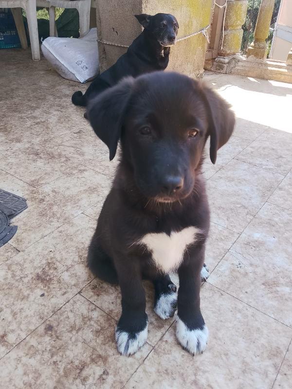 Pixel splendida dolce cucciola cerca casa  Foto 2
