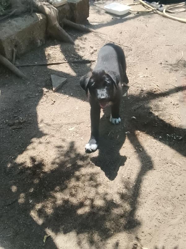 Pixel splendida dolce cucciola cerca casa  Foto 3