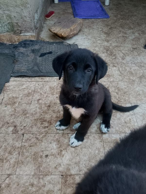 Pixel splendida dolce cucciola cerca casa  Foto 4