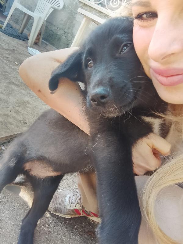 Pixel splendida dolce cucciola cerca casa  Foto 5