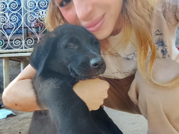 Pixel splendida dolce cucciola cerca casa  Foto 6