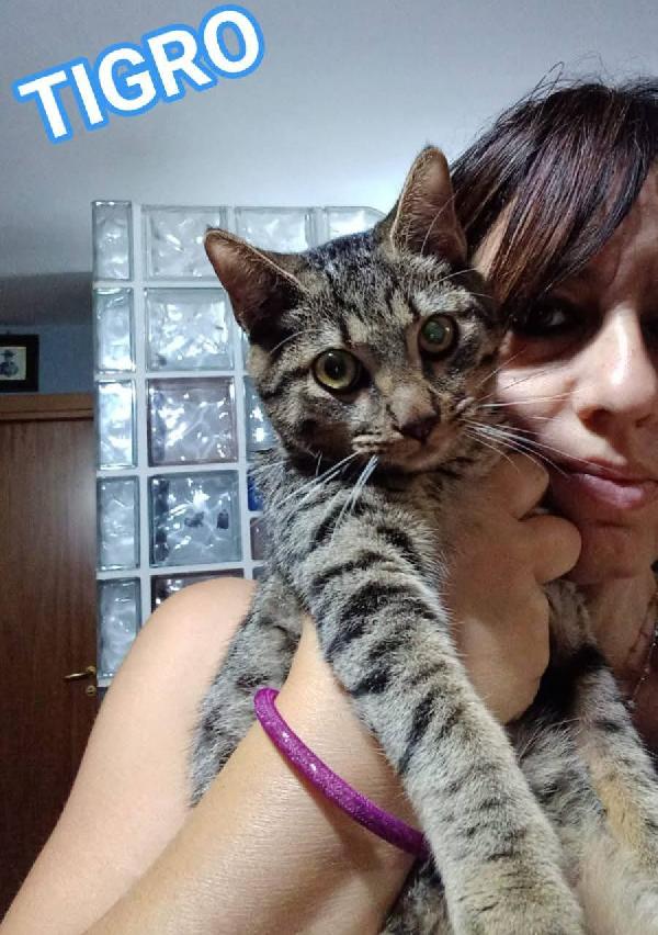 Tigro, Dolce Gattino In Adozione!