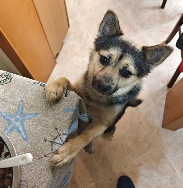 Milo dolcissimo lupetto taglia piccola  Foto 3
