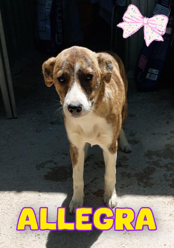 Allegra Cucciola Taglia Medio Piccola 