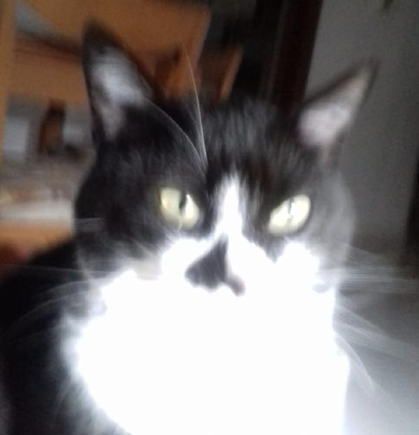 Minin