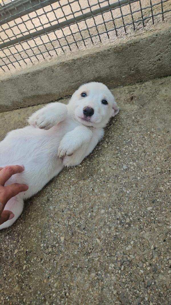 Penelope Splendida Cucciola Cerca Casa 