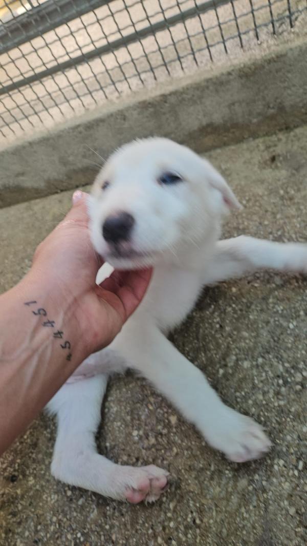 Penelope splendida cucciola cerca casa  Foto 3