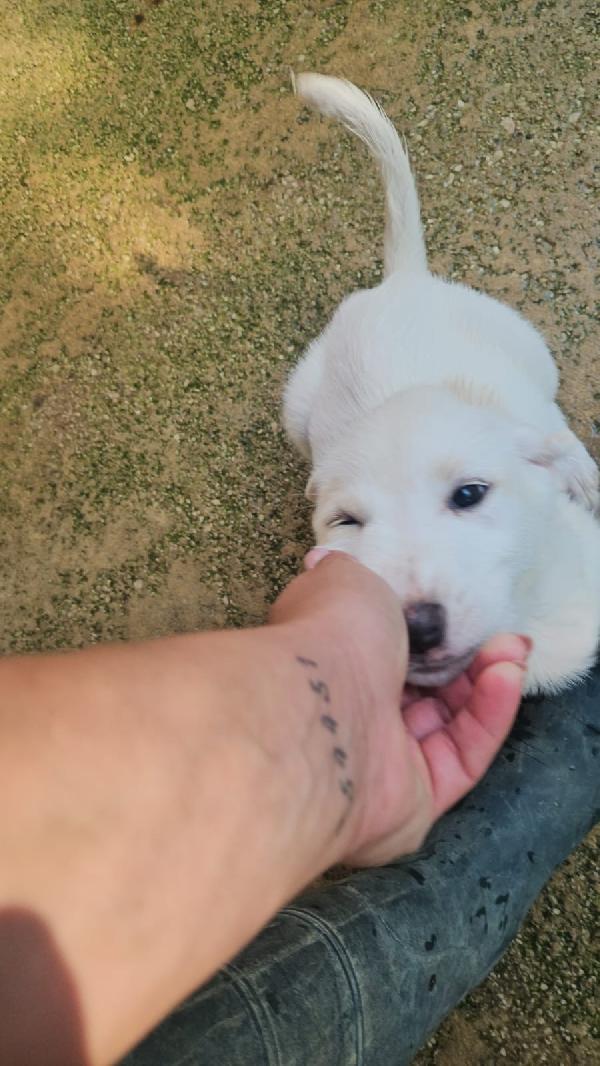 Penelope splendida cucciola cerca casa  Foto 4