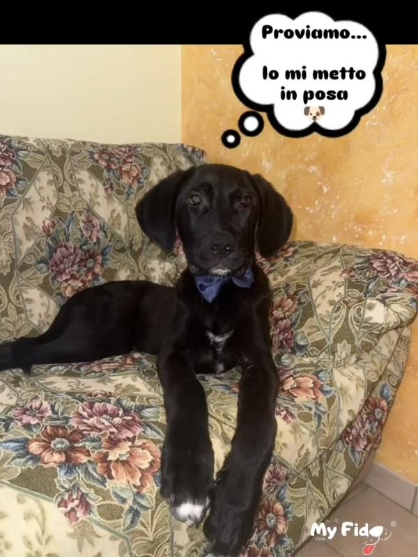 TYSON NON È NATO PER SCELTA SUA Foto 2