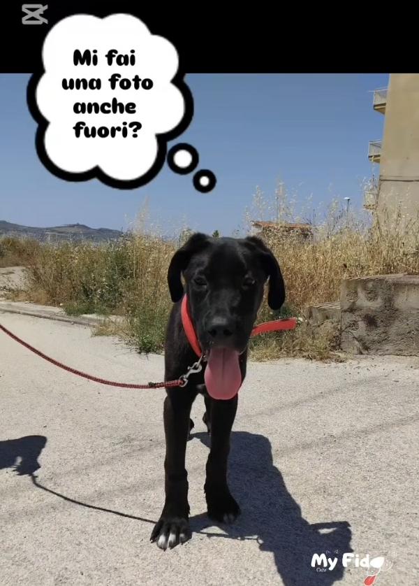 TYSON NON È NATO PER SCELTA SUA Foto 3