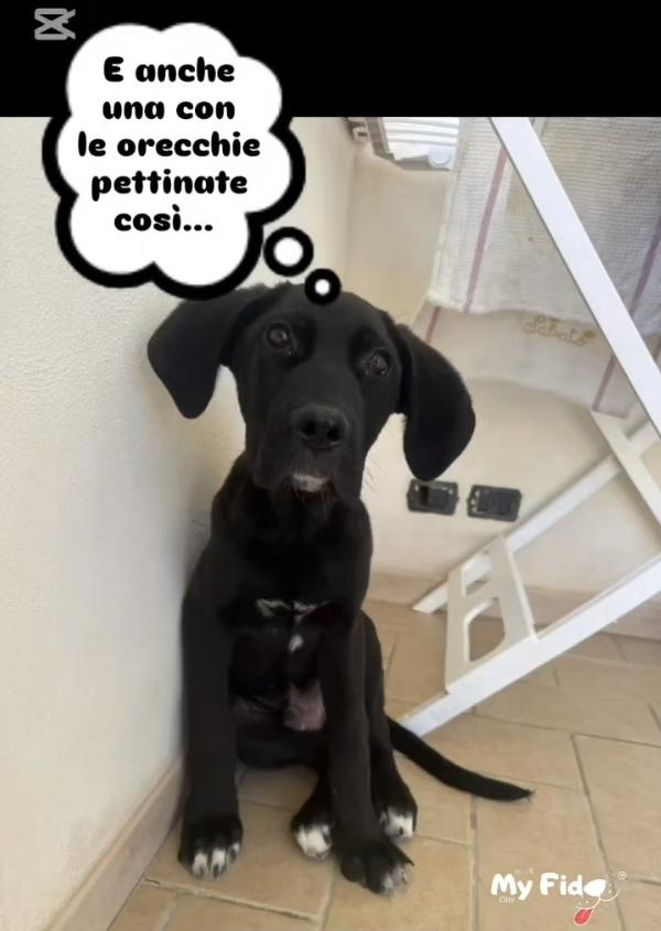 TYSON NON È NATO PER SCELTA SUA Foto 4