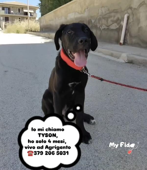 TYSON NON È NATO PER SCELTA SUA Foto 6