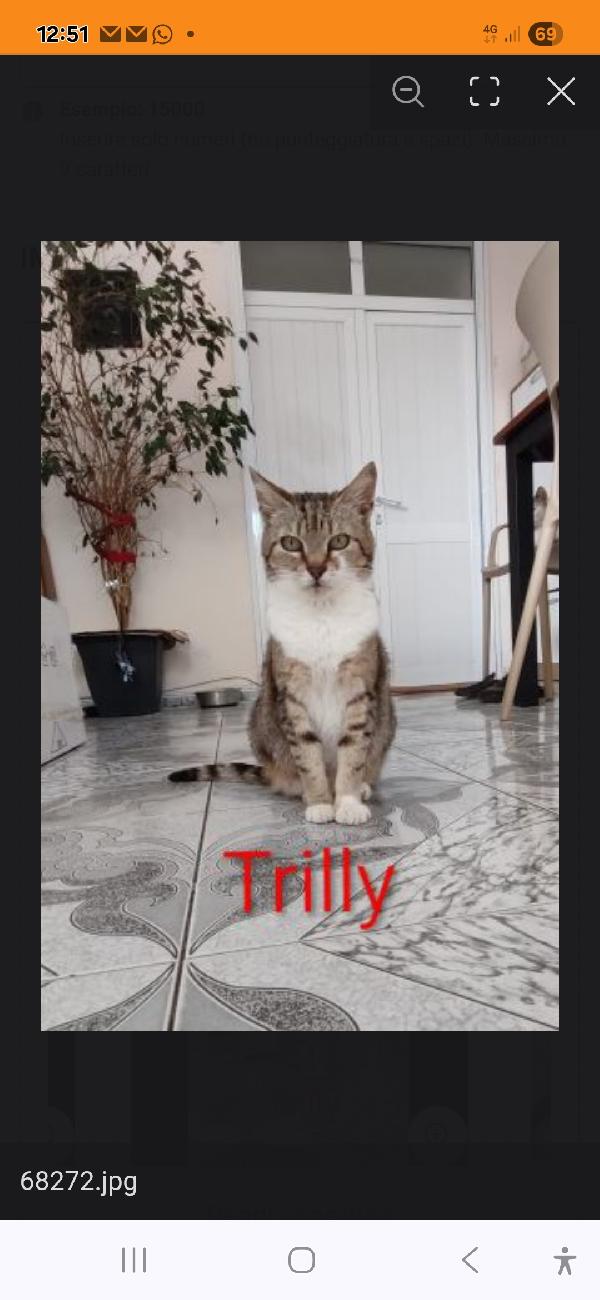 2micini tigrati quasi 2mesi IN ARRIBO A MILANO Foto 8
