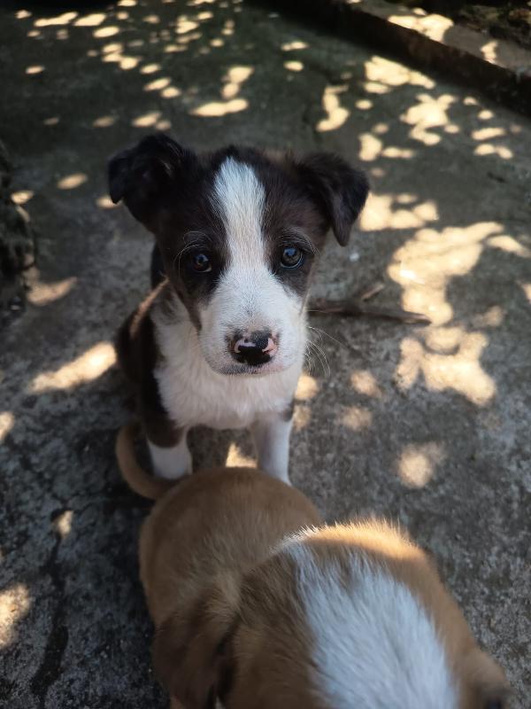 Luke Meraviglioso Cucciolo Cerca Casa 