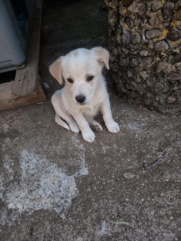 Virgola Meravigliosa Dolce Cucciola Cerca Casa 