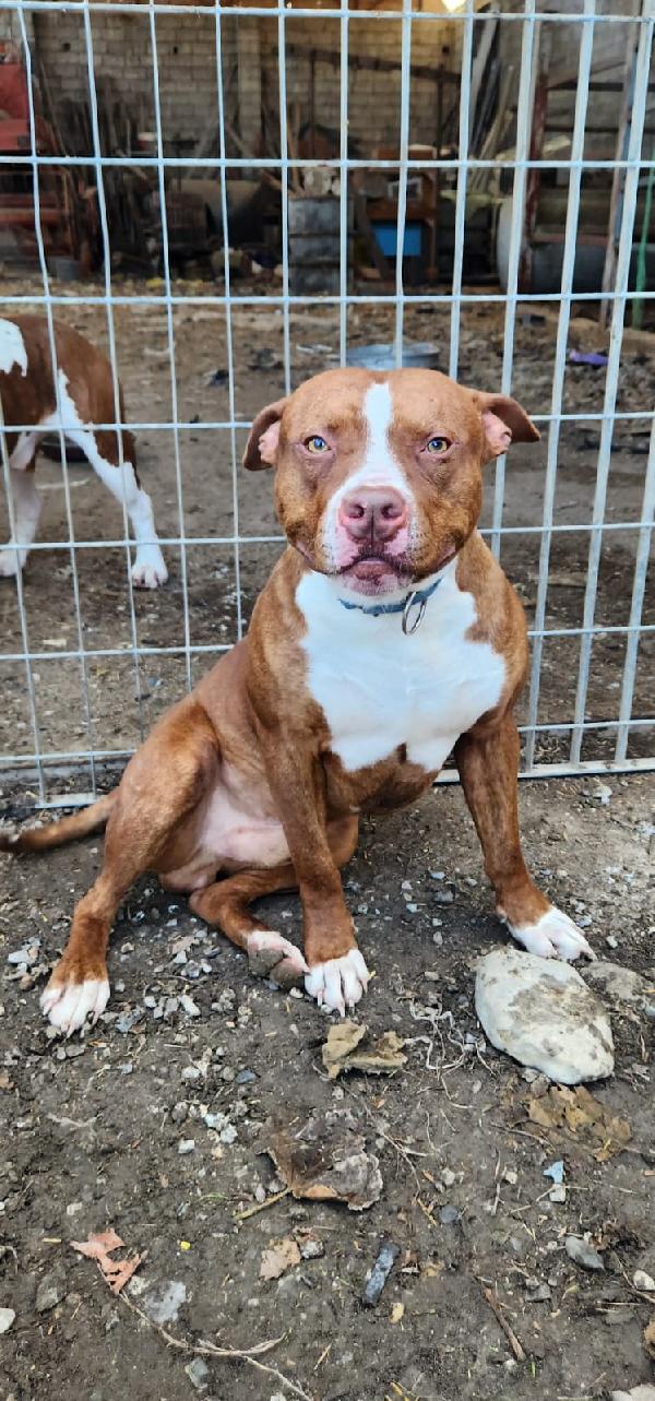 Drake/Margie Pitbull 2Anni Meravigliosi.cosenza